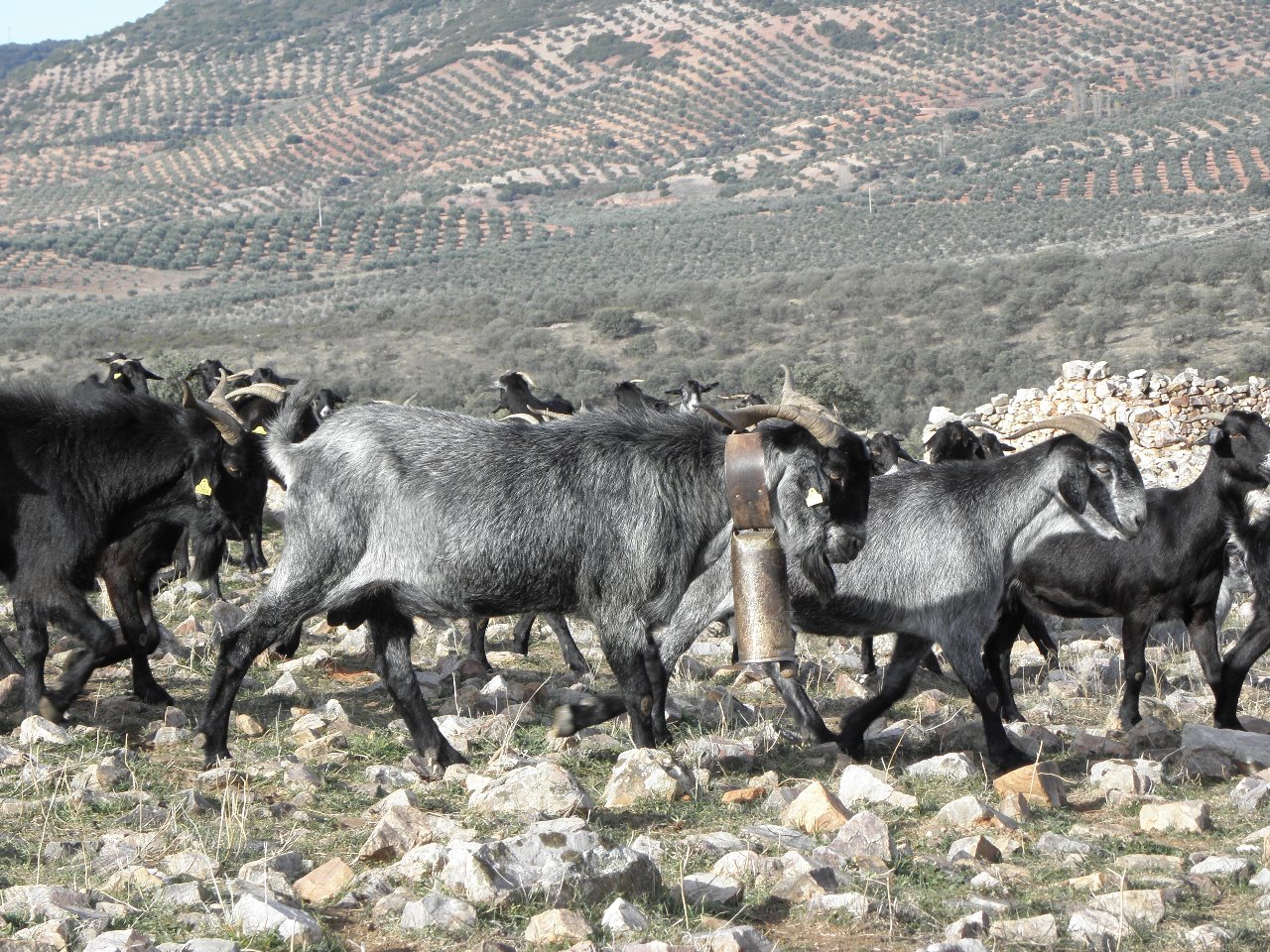 Aurelio, criador de cabras negras serranas y trashumante, en el programa Ancha es Castilla-La Mancha en CMM Castilla-La Mancha Media