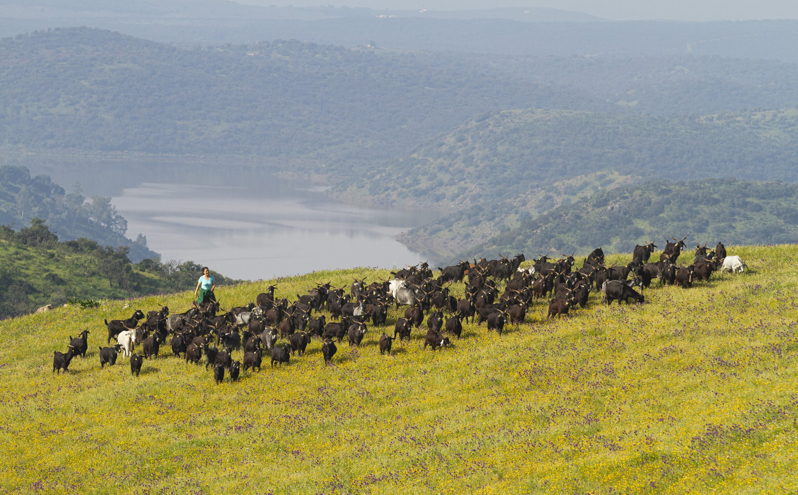 Logotipo 100% Raza Autóctona